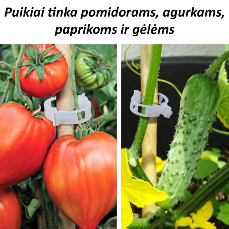 Pomidorų segtukai, 50 vnt.