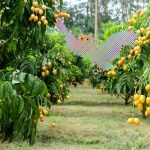 Pelėdos formos paukščių baidyklė