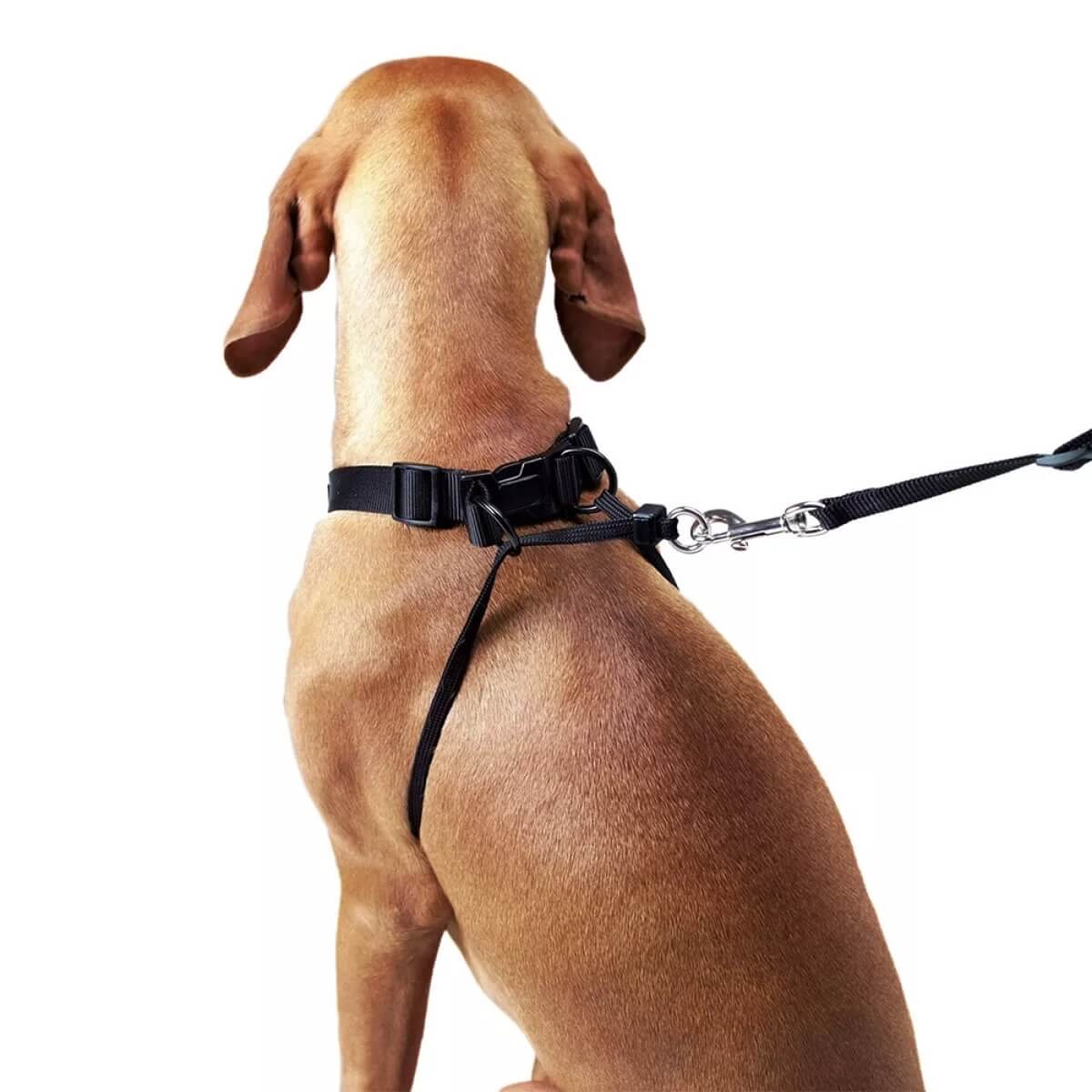 Treniruočių petnešos šunims Hunter, S dydis