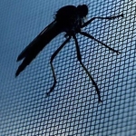 Tinklelis nuo vabzdžių langams, 50x130cm