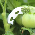 Augalo šakelių laikikliai, 50 vnt.