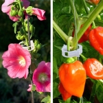 Pomidorų segtukai, 50 vnt.