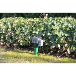 Kurmių atbaidymo prietaisas M9123T