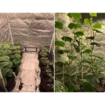 Palapinė augalams, 100×100×200 cm