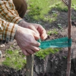 Juostelė augalams parišti, 50m