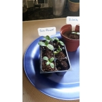 Augalų žymekliai, 10 vnt.